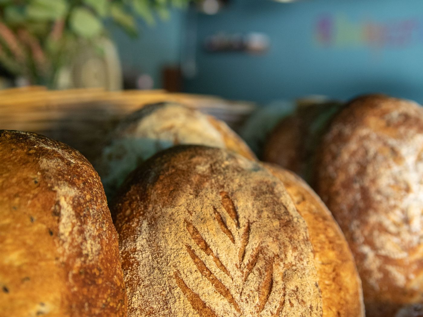 Panes de masa madre recién horneados con la marca de espiga sobre la corteza